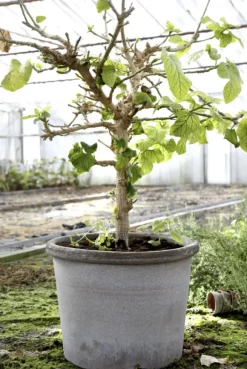 Galestro harmaa ruukku Ø40cm
