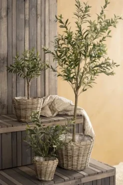 Ib Laursen - Oliivipuu S h75cm