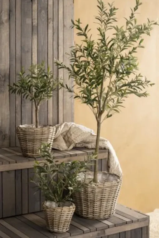 Ib Laursen - Oliivipuu S h75cm
