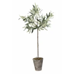 Oliivipuu H73cm