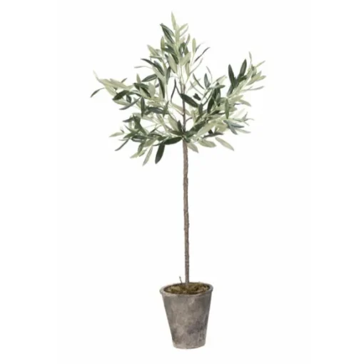 Oliivipuu H73cm