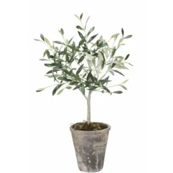 Oliivipuu H44cm