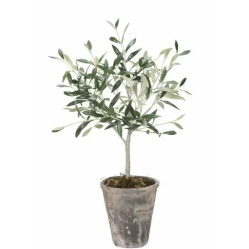 Oliivipuu H44cm